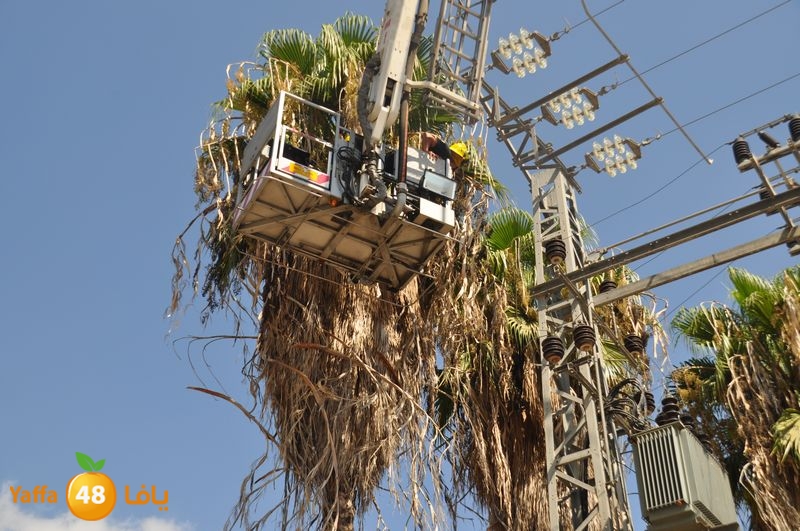 cat lud 910 (10).JPG